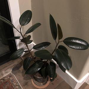 Rubber Plant (TC)