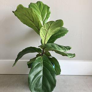 Fiddle Fig (S)
