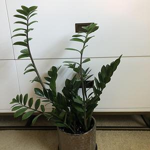 ZZ Plant (L)