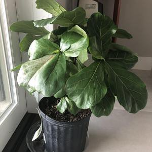 Fiddle Fig (M)