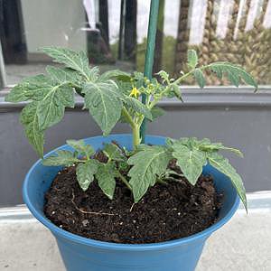 Tomato