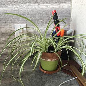 Spider Plant (S)